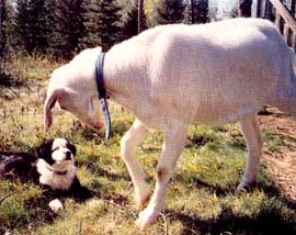 Goats on the farm keep grass and weeds tidy naturally.